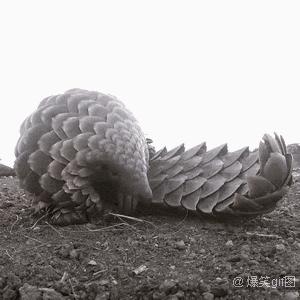 近期因为人类导致的物种灭绝,科普五次物种灭绝事件