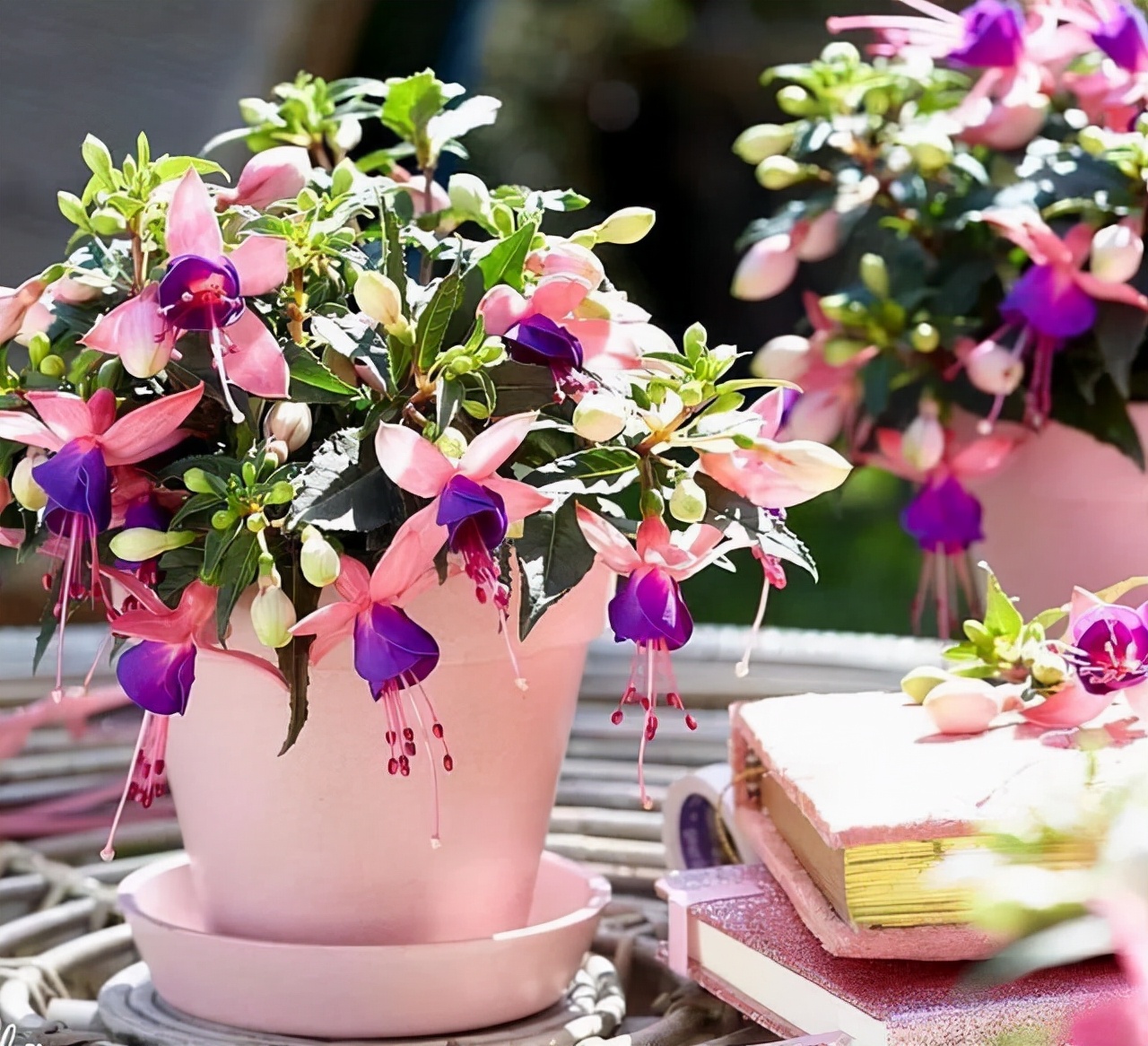 最耐阴不需要阳光的植物室外,喜阴怕阳光非常好养的盆栽大全