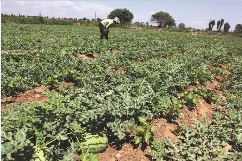 西瓜阴皮病防治特效药,西瓜青皮病用什么药