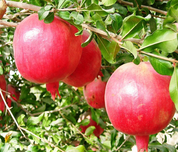 软石榴籽的营养,石榴有什么营养