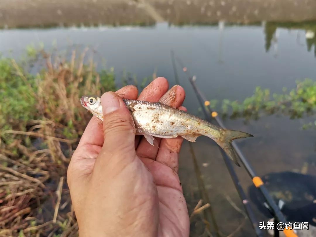 口香糖能钓到鱼吗？野河小测4小时，效果十分稳定