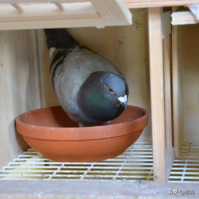 不死必归音乐,不死必归赛鸽