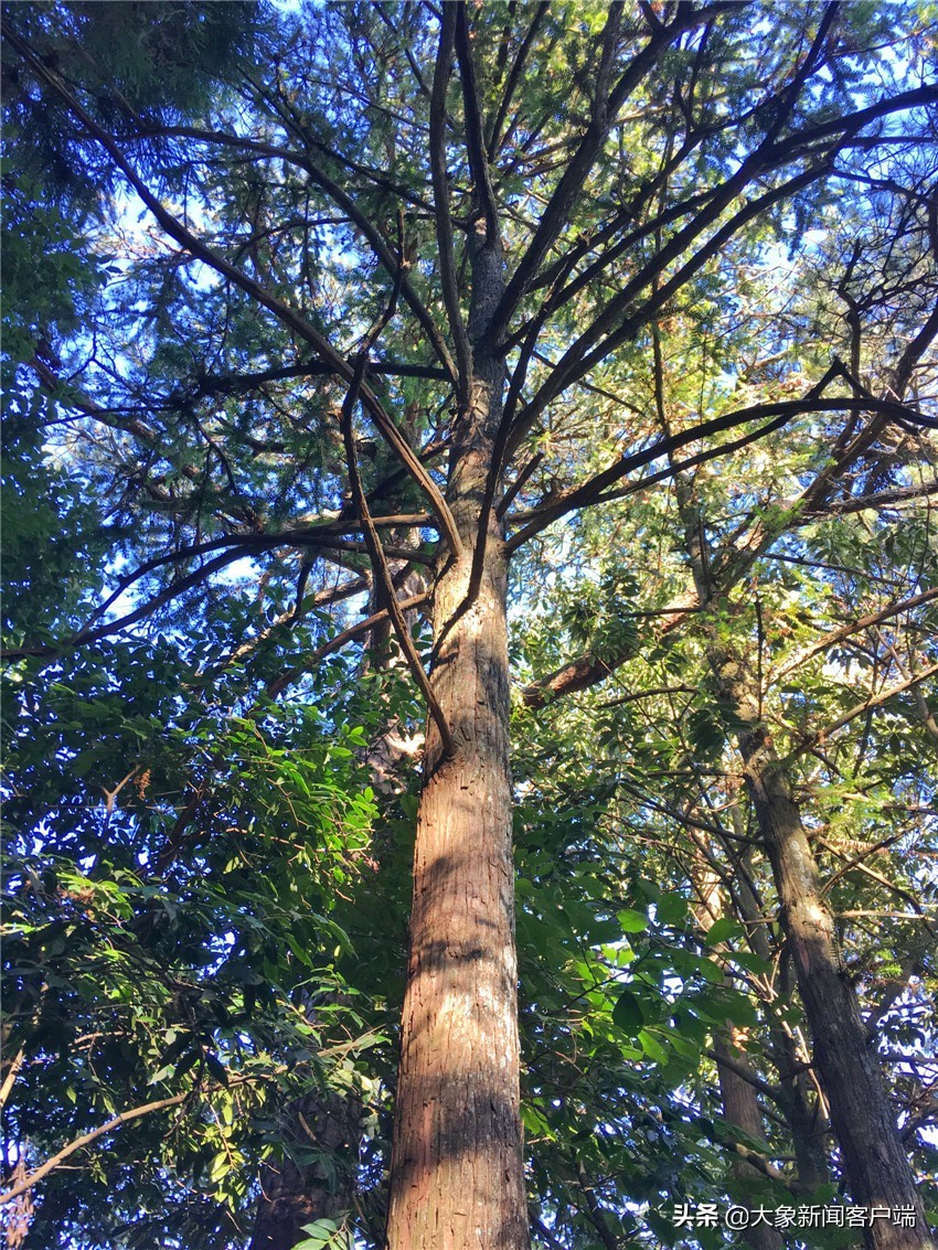 中国的珍稀植物,史上最稀有的十大植物