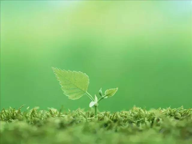 造型极美的盆景一起来欣赏,一组风吹出来的盆景欣赏动感十足