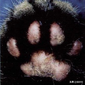 猫咪全项检查都有什么,猫咪的17项基础检查