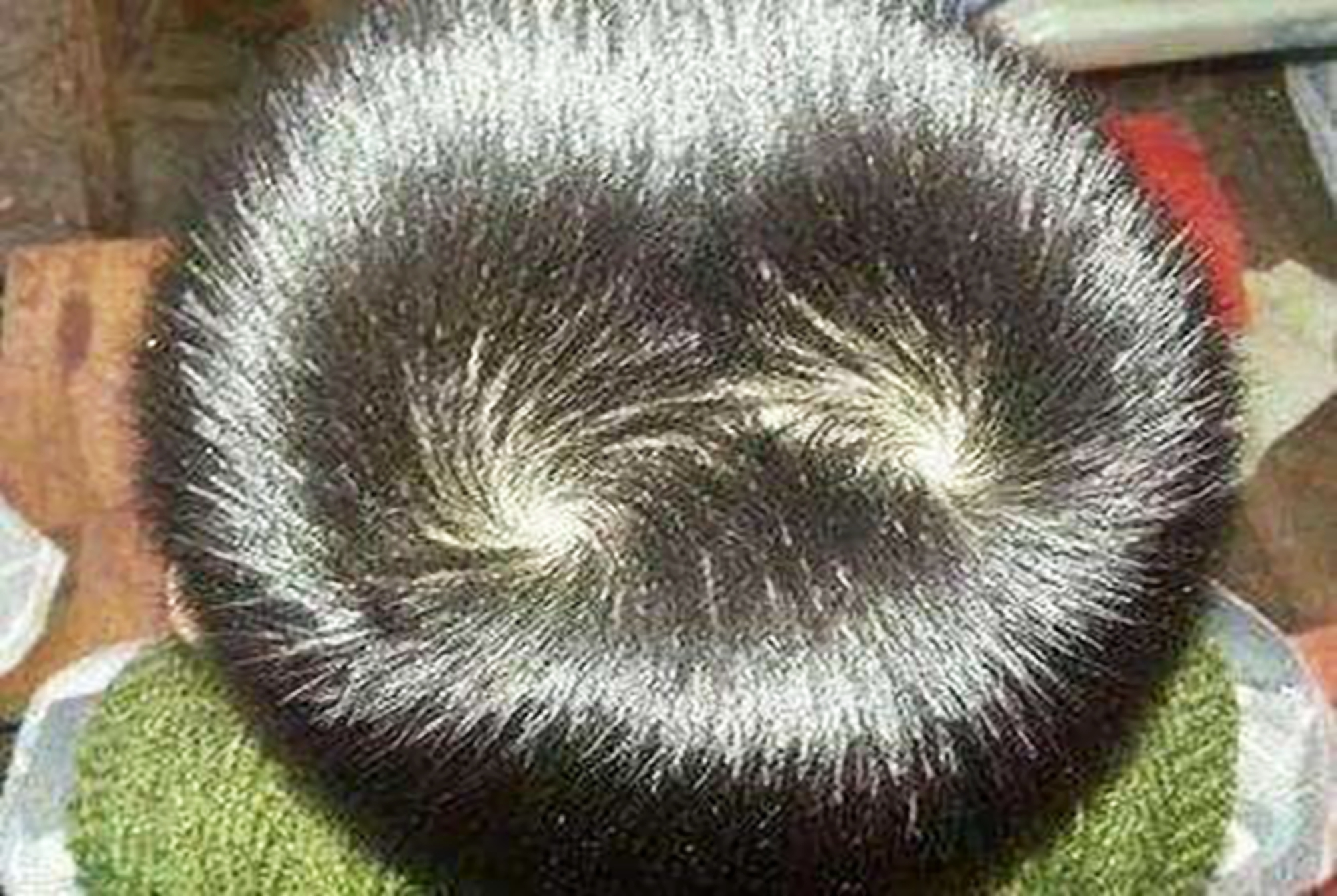 孩子头旋是逆时针智商低吗,宝宝的头旋偏右