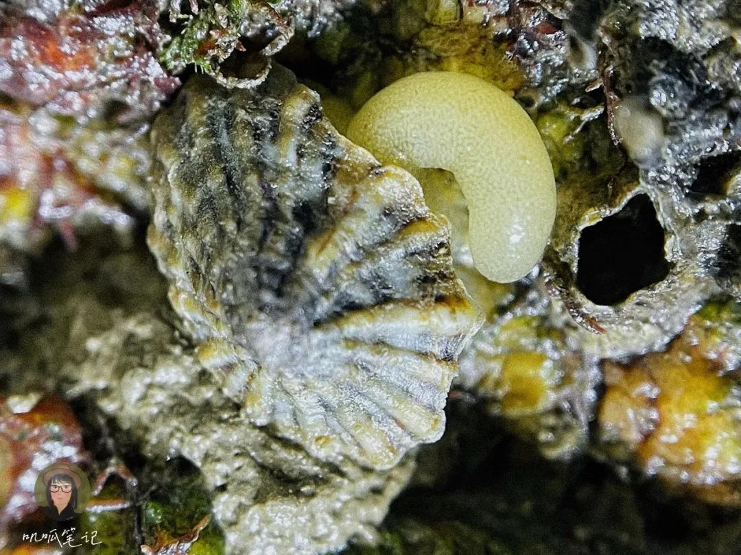 鼓浪屿赶海抓虫,鼓浪屿赶海佛手螺