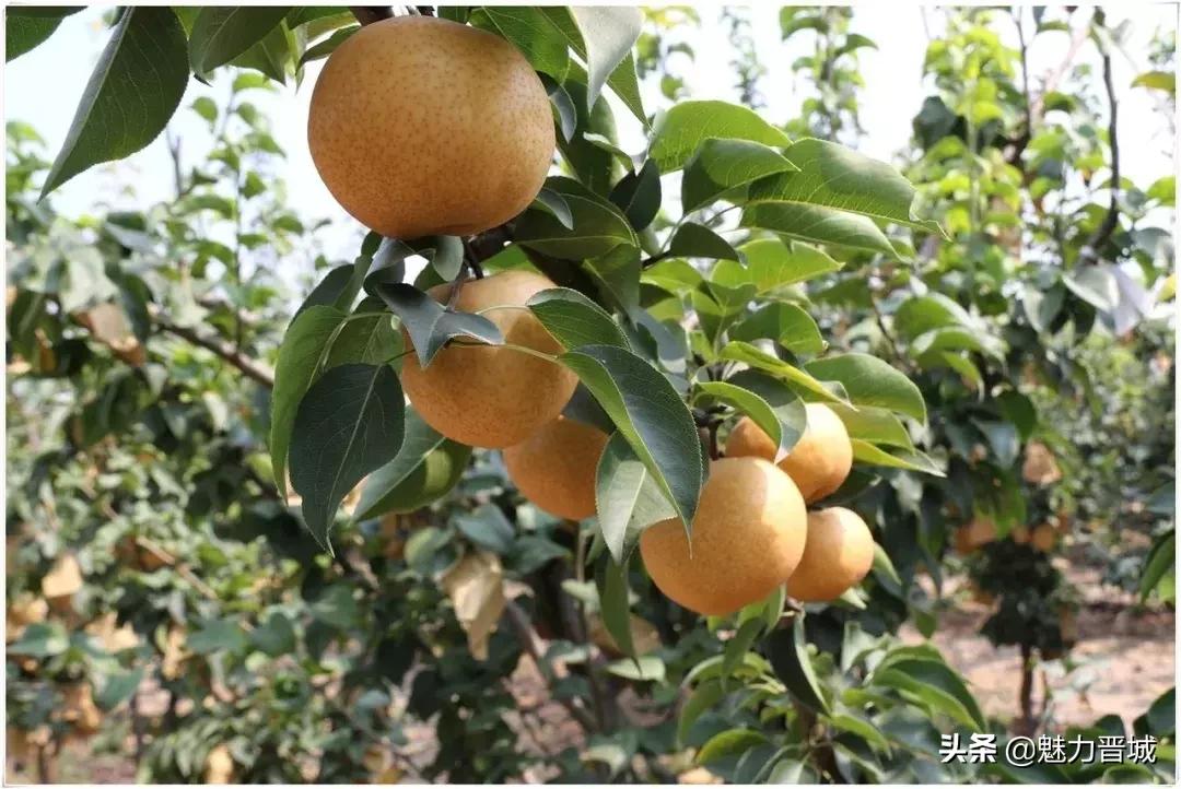 自家果园翠冠梨脆甜多汁欢迎采摘,砀山果园现摘青皇冠梨