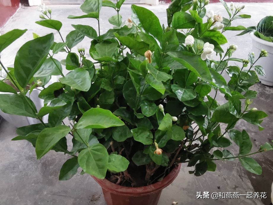燕燕带你一步一步揭秘为什么花市买的茉莉花不换盆养不活