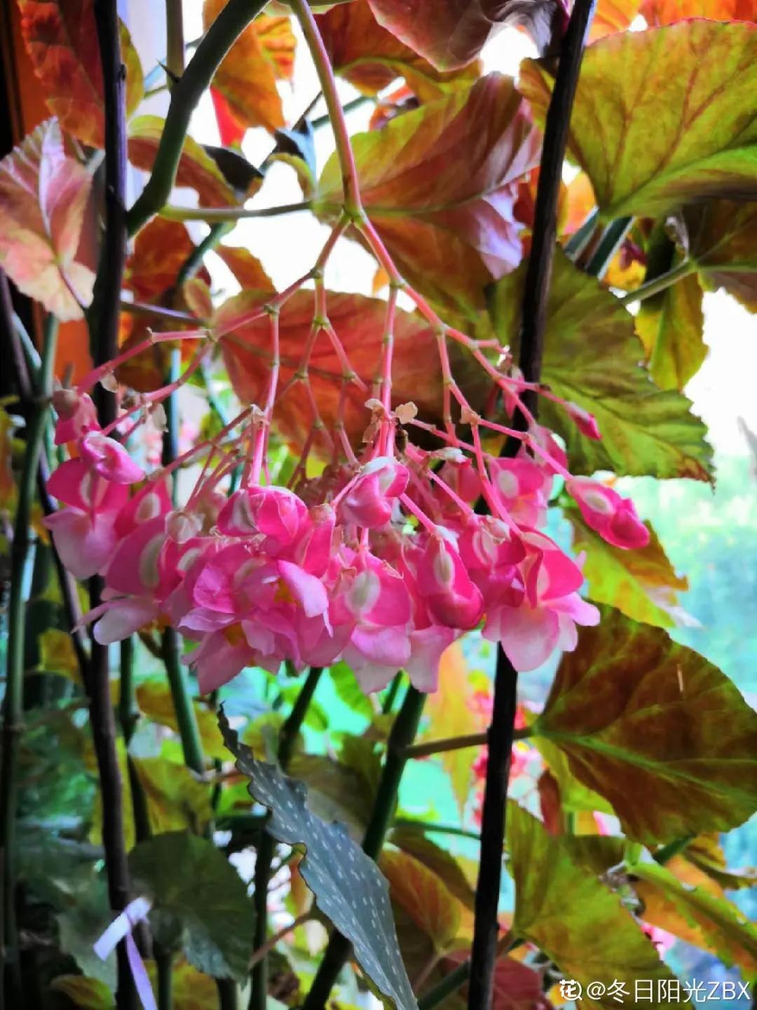 春天开的花有哪些常见又漂亮,十大名花在春天开的有哪些