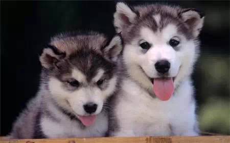 犬类图解,犬类大全100个视频