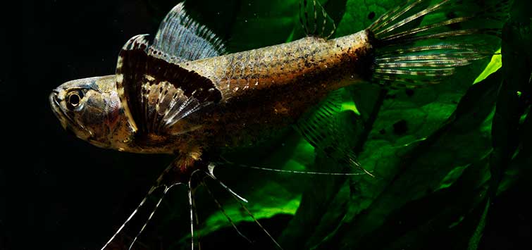 冷门热带小型观赏鱼,简单好养的观赏鱼都有哪些