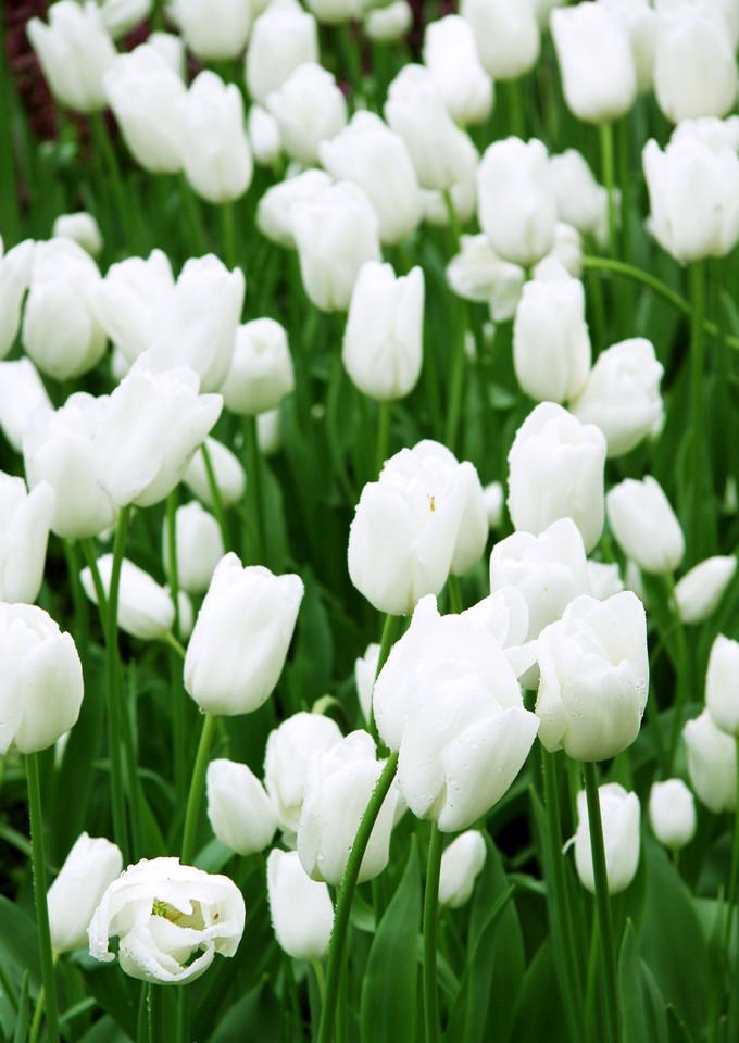 郁金香花之女王,素有花之女王之称的郁金香