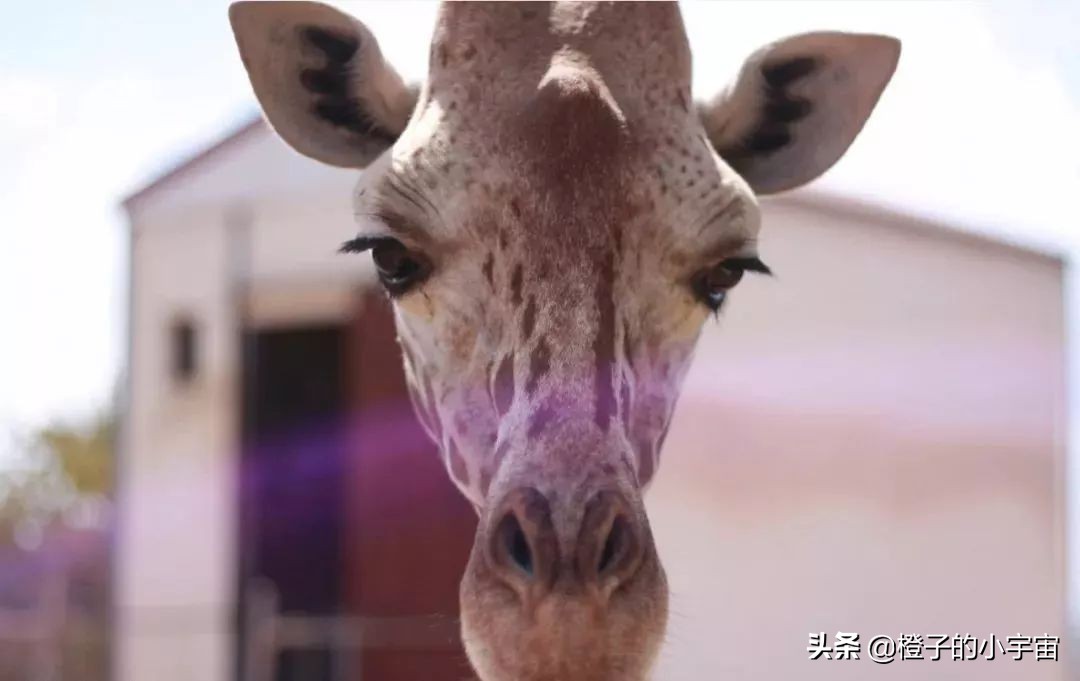 日不落帝国的遗产，塞浦路斯（Cyprus）