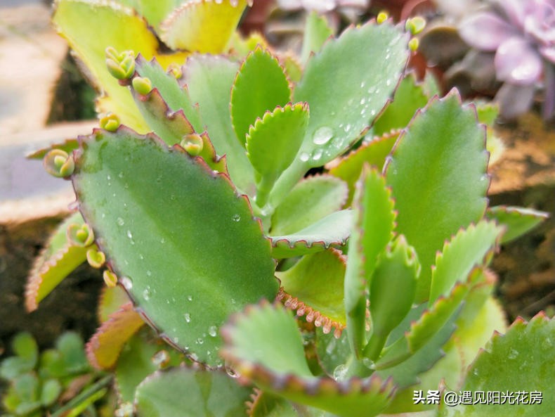 落地生根养粗,落地生根养护方法