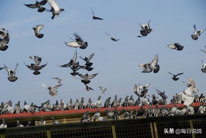 鸽子不爱家飞直接训放行吗,鸽子不爱家飞