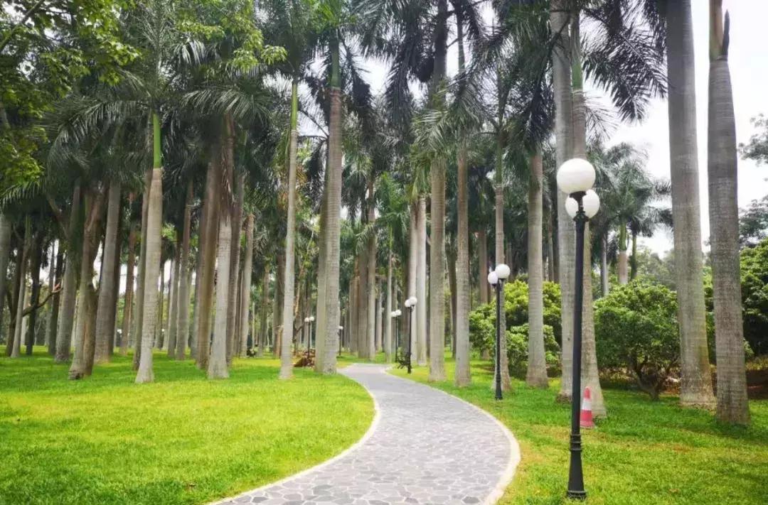 深圳莲花山真的美,深圳莲花山有什么特别的地方