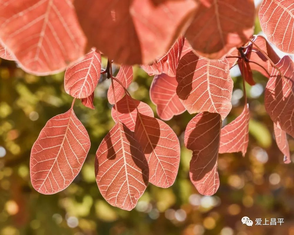 昌平区适合一日游玩踏青的地方,4月中旬昌平区最值得去的景点