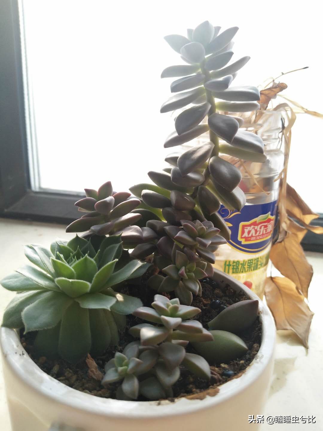 多肉长得又瘦又高怎么办,多肉长得又高又瘦怎么办