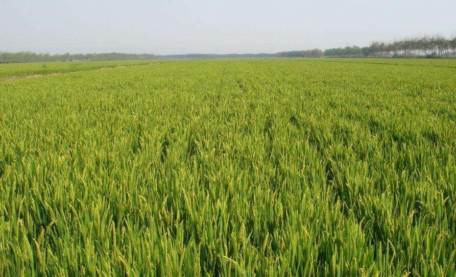 肥料使用方法和时间一定要知道,史上最全的肥料知识快收藏吧