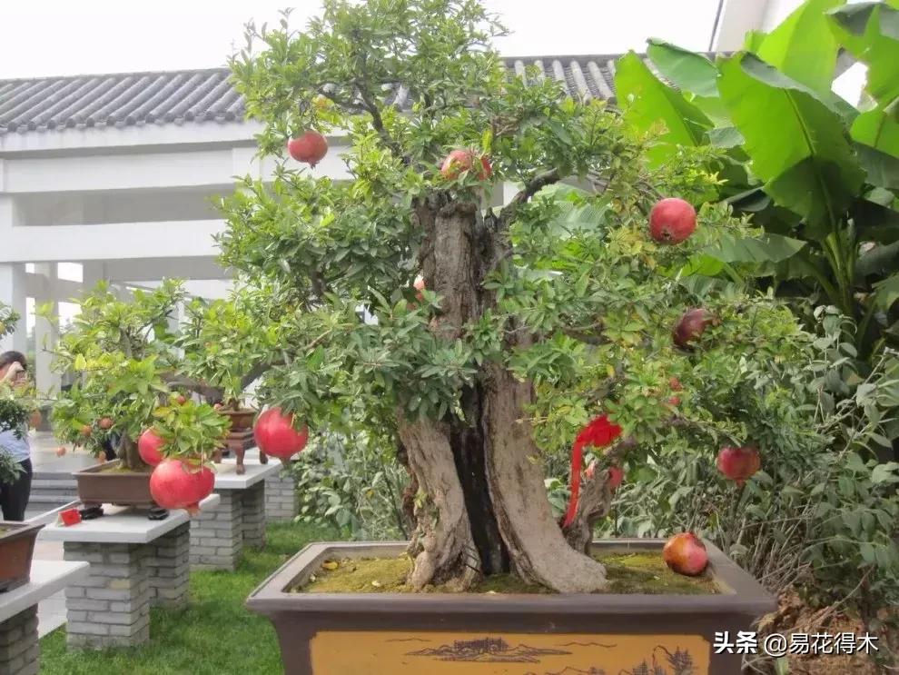 石榴盆景教程,石榴盆景养护小视频