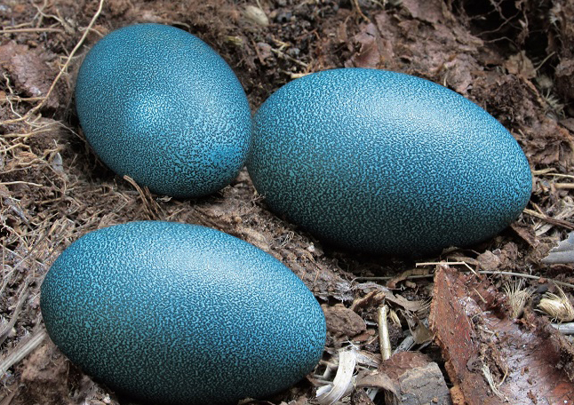 恐龙蛋化石里面有恐龙基因吗,关于恐龙蛋和恐龙化石的科普