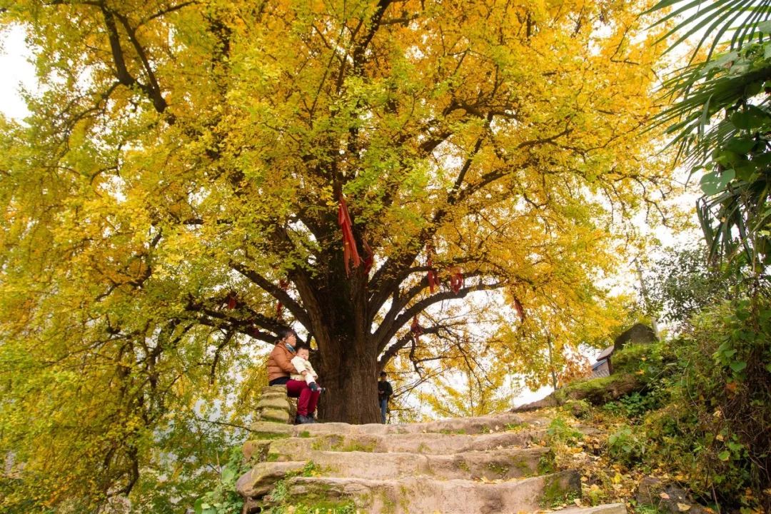 十堰银杏风景区在哪里,十堰银杏景点