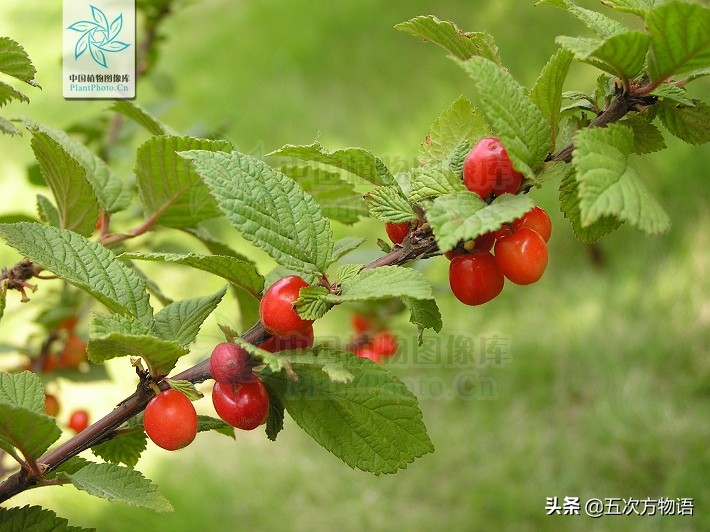 凤梨就是菠萝吗,凤梨就是番荔枝吗