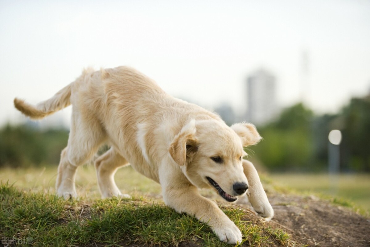 不爱喝水的狗狗,不爱洗澡的狗狗怎么办