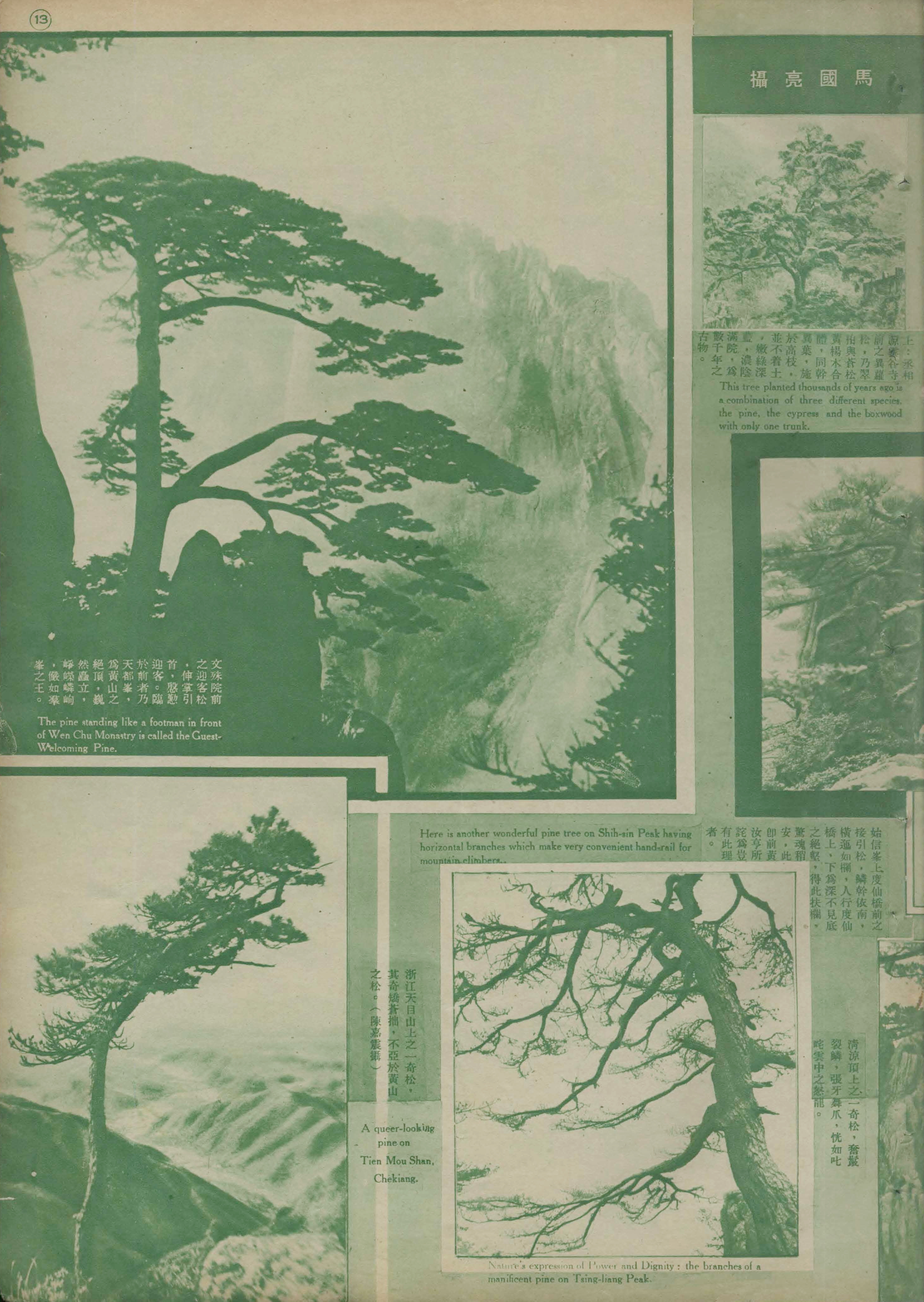 贵宾迎客松的真假辨别方法,黄山迎客松真假