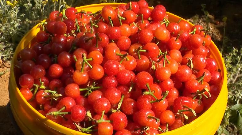 攀枝花樱桃将上市,攀枝花樱桃几月份上市