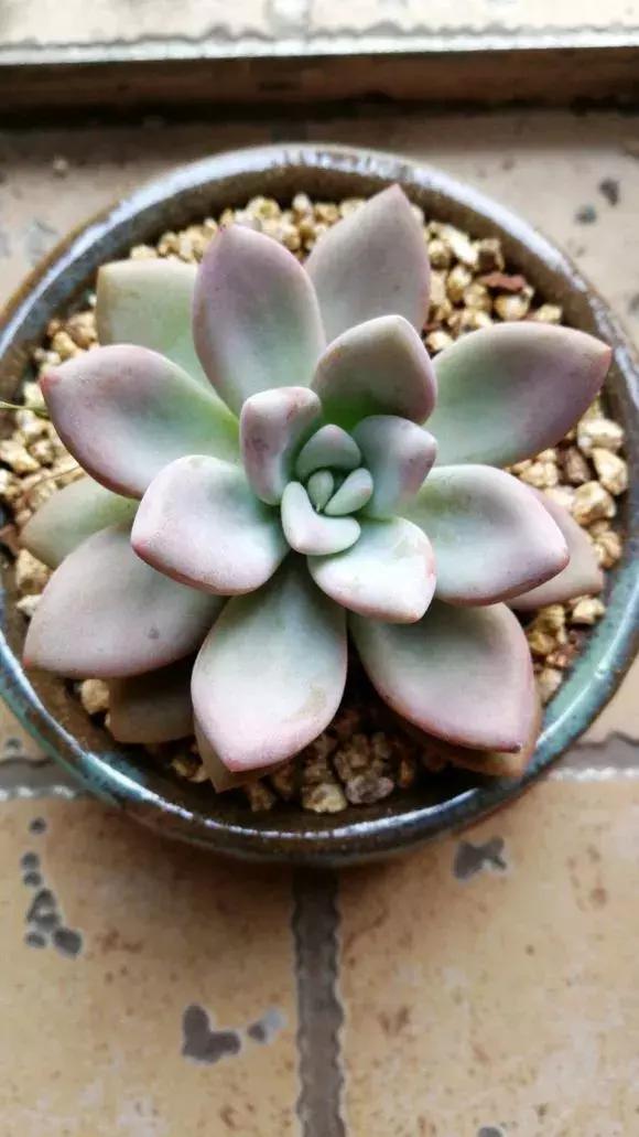 多肉烂根别怕，简单4步“急救法”，全烂了也能救活！