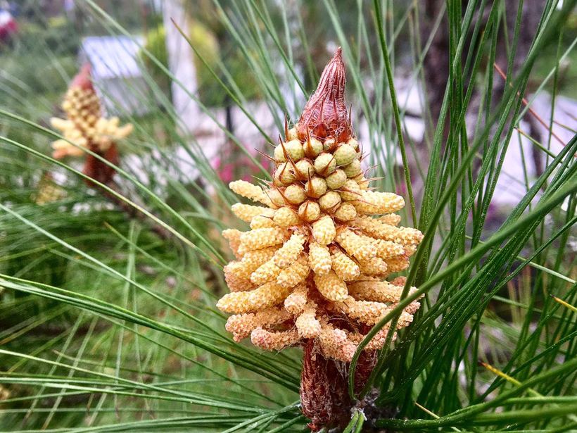 横琴相思瀑布要门票吗,相思瀑布珠海附近景点