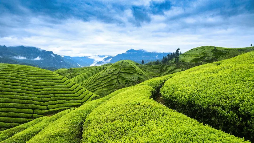毛峰茶鹤峰茶,鹤峰茶明前茶