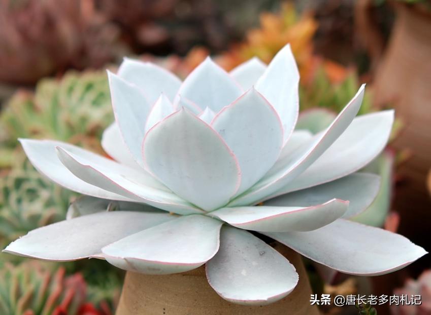 几款好看的厚叶型多肉,超大型多肉薄叶三仙广寒宫