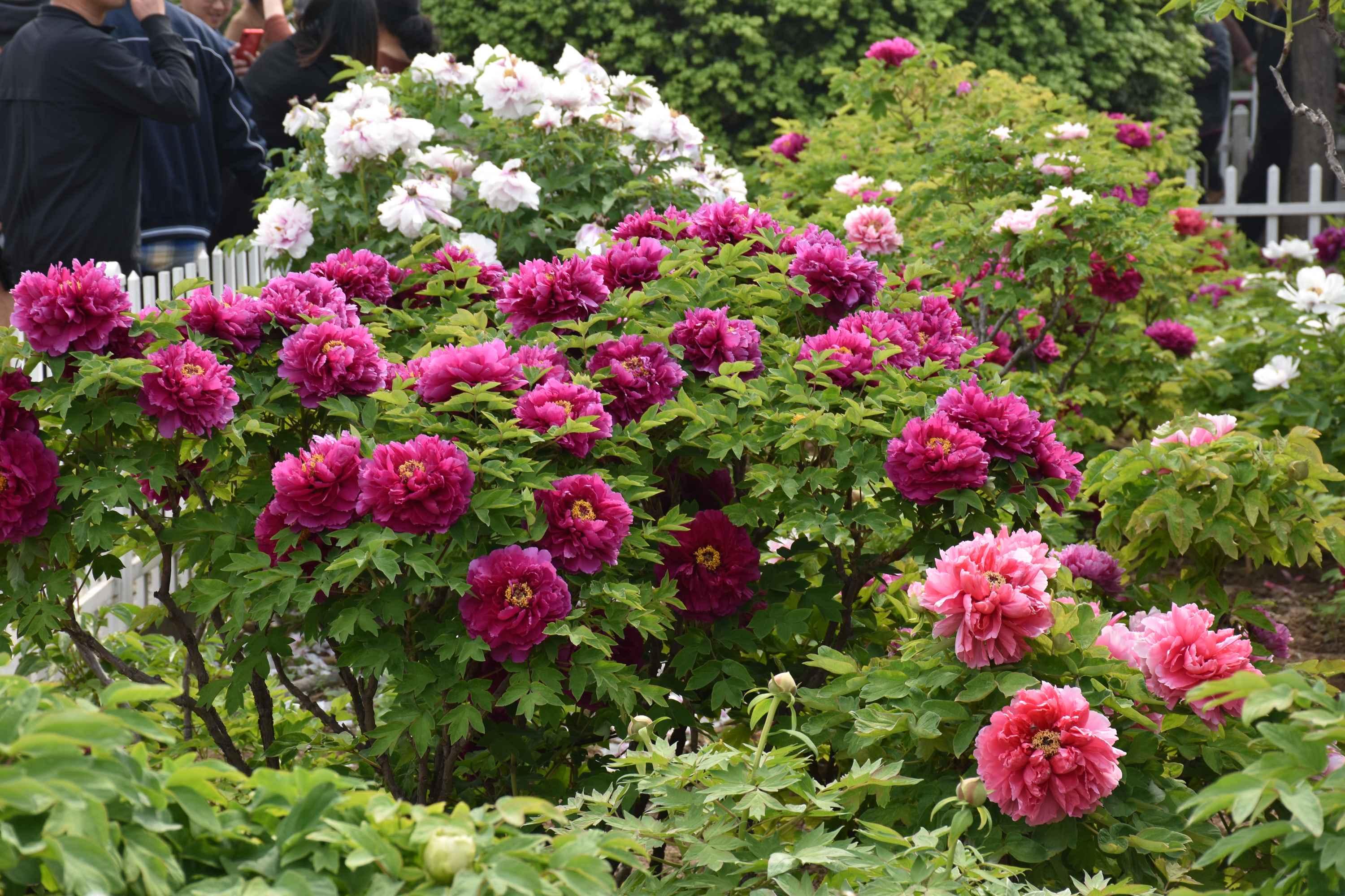 富贵花金玉满堂怎么栽培,6种长寿花能活一百年漂亮又吉利