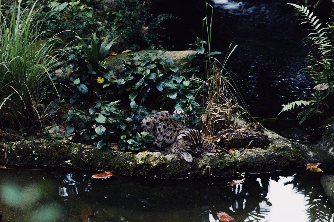 中国蝙蝠动物园,中国有蝙蝠的动物园