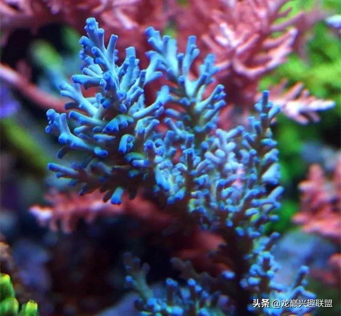 海缸最好养的生物,海缸最好养的软体生物