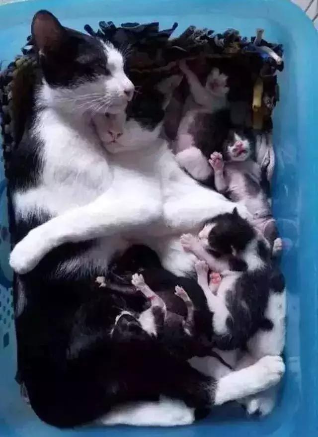 猫咪产后该如何喂养,猫咪生产后排恶露大概排几天