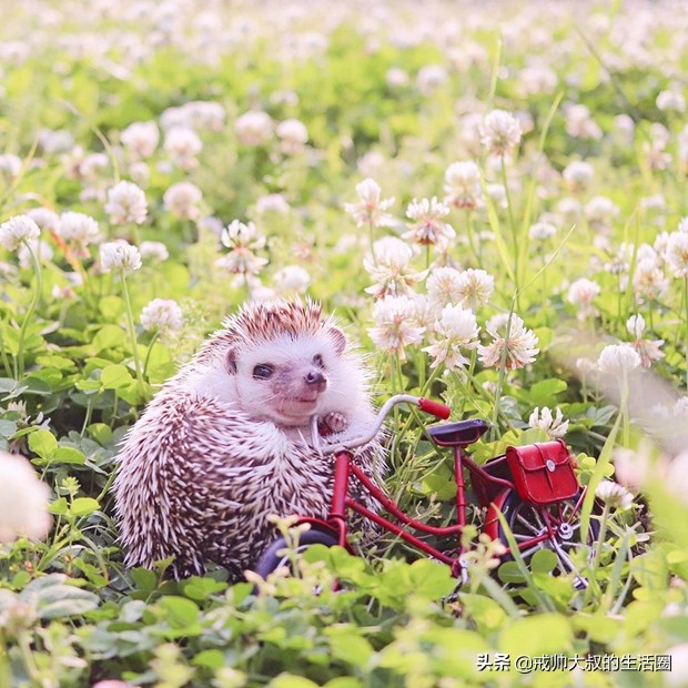 小刺猬到底有多可爱,很可爱的小刺猬有哪些