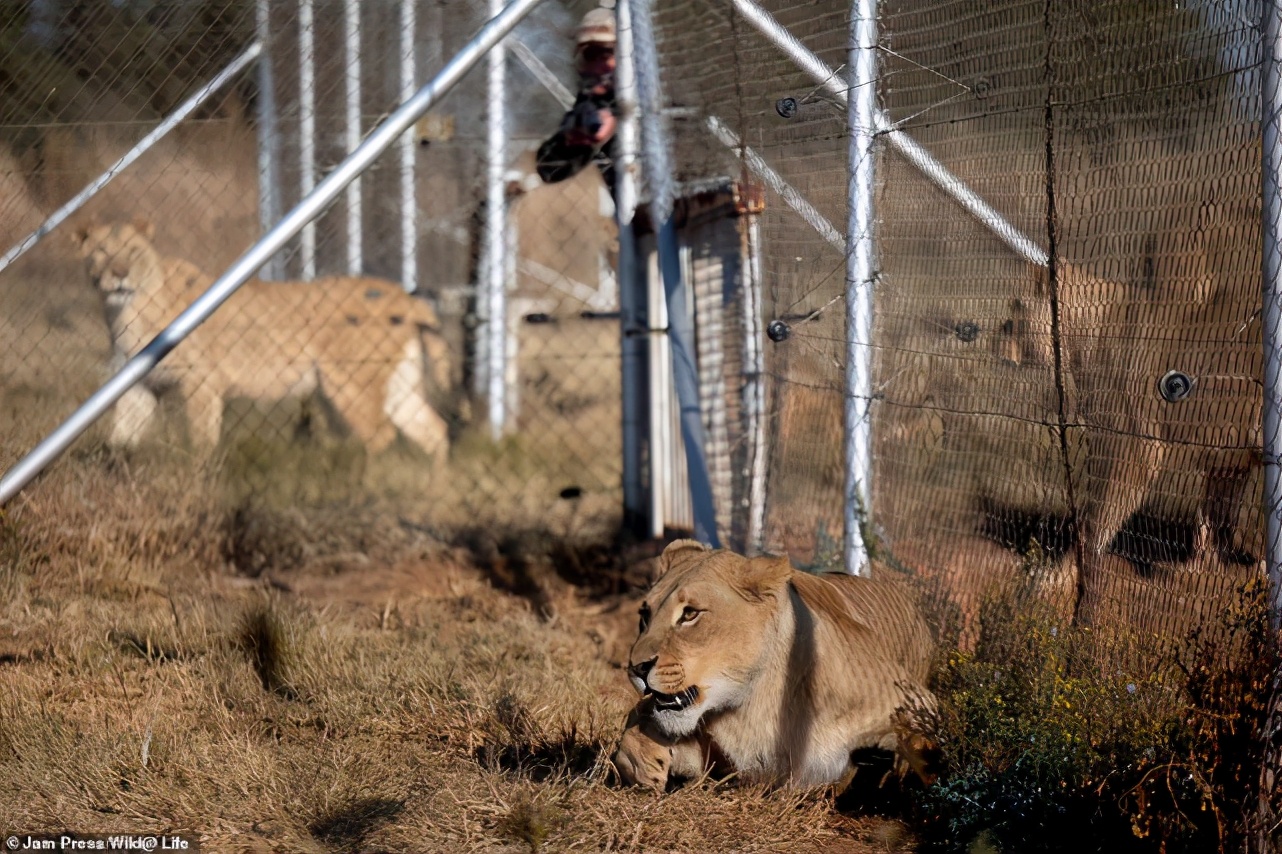 南非四头狮子差点被扒皮抽骨，变成虎骨膏替代原料，结局令人暖心