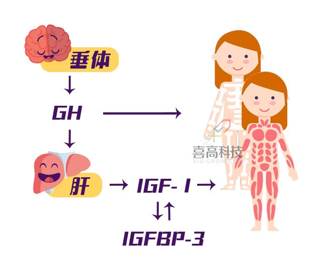 生长因子igf-1正常值,生长因子igf-2
