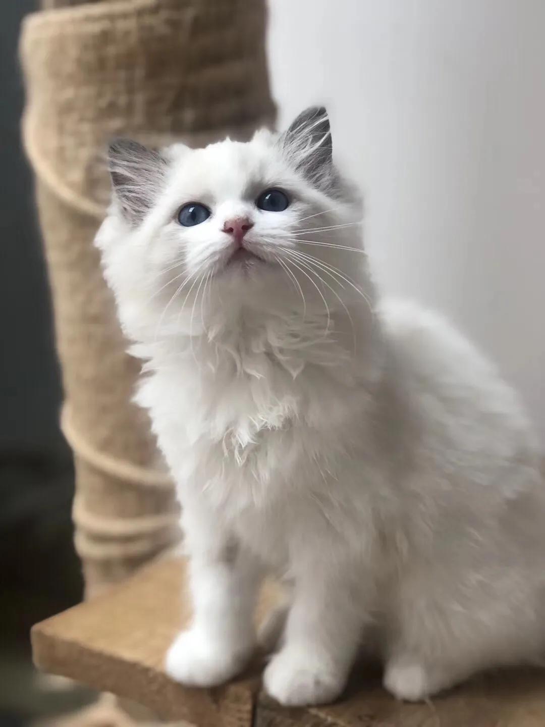 如果价格一样你会选择哪个,如果价格能决定一切