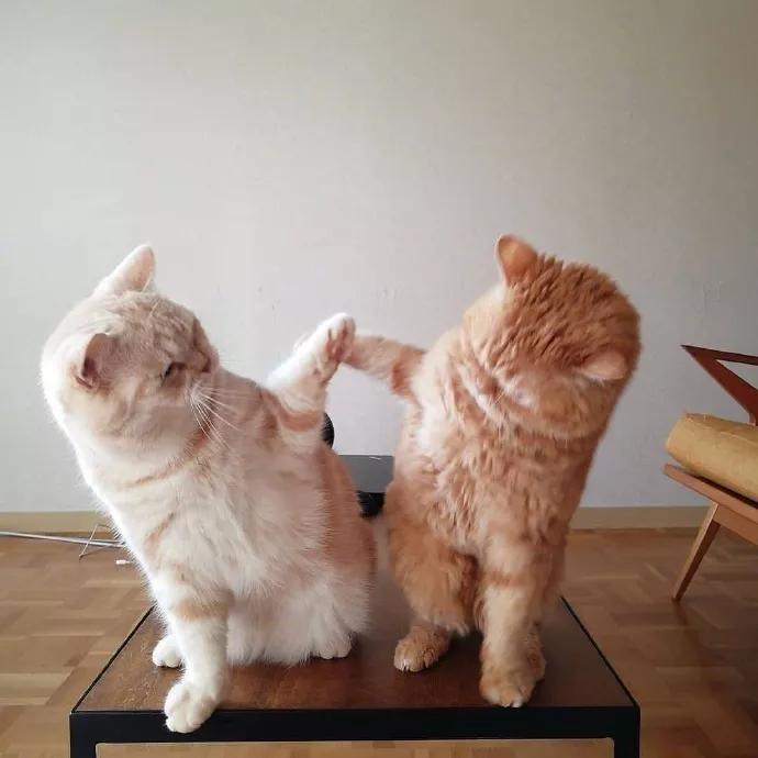 养猫知识哪些植物不能养,养猫必备知识100条