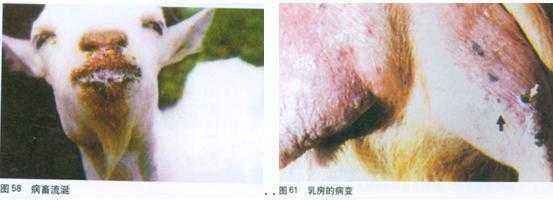 养羊怎么避免羊病,养羊养牛容易得什么传染病