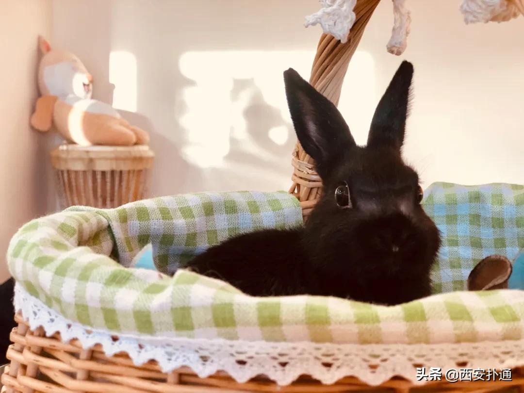 西安撸兔店,西安撸兔体验馆团购