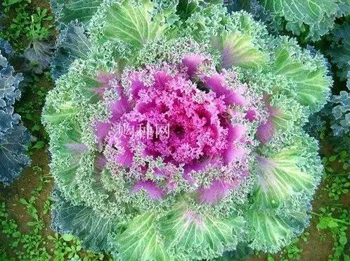 叶牡丹羽衣甘蓝,多头叶牡丹羽衣甘蓝