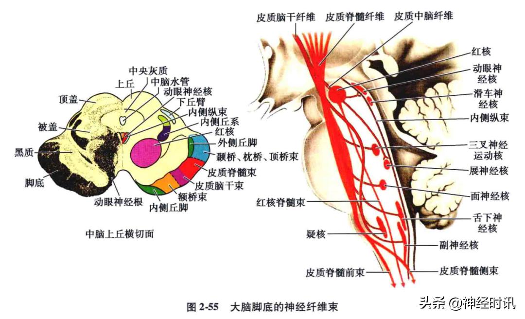脑干解剖,脑干神经解剖