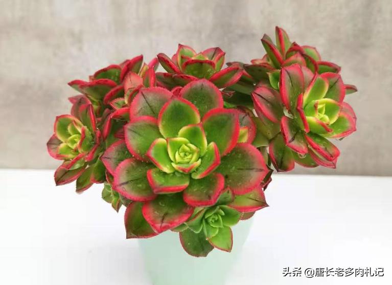 想让多肉长得好用什么药,想让多肉长大用什么土