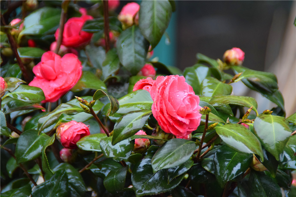茶花的花苞怎样才能长出来 (茶花长花苞了如何快速开花)